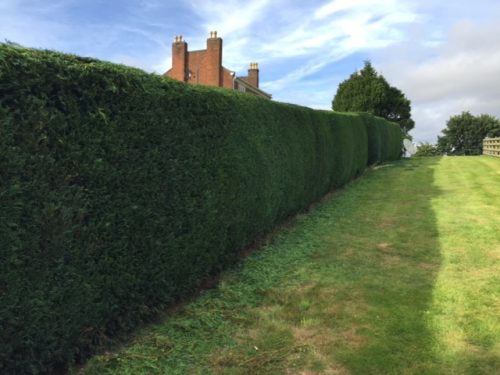 trimmed conifer hedge and neatly mowed grass