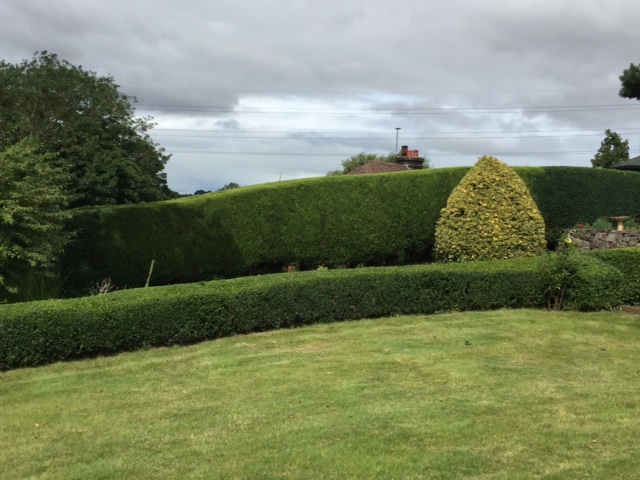 Trimmed hedges and lawns cut