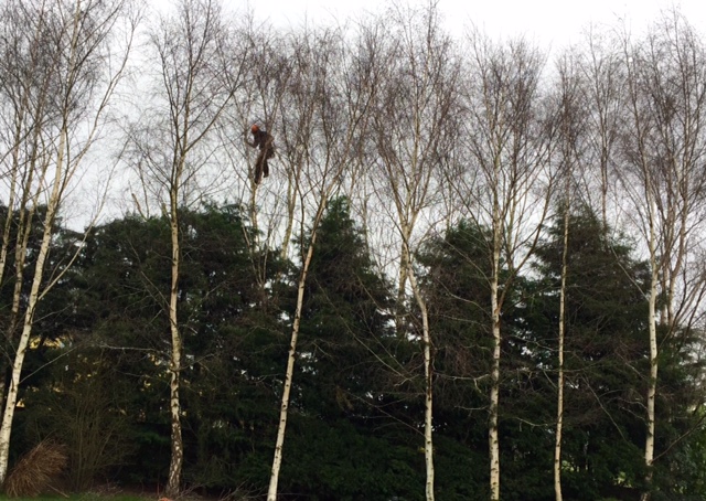 Silver birch and conifer reduction