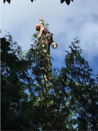 Tree surgery / arboriculture